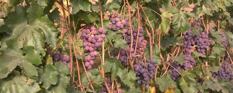 红提葡萄如何种植管理