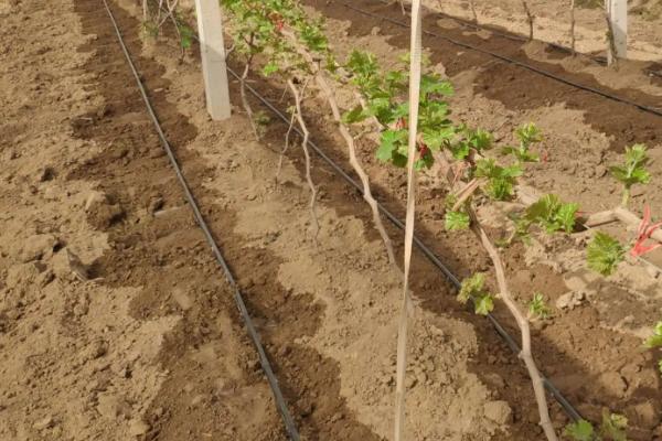 红提葡萄如何种植管理