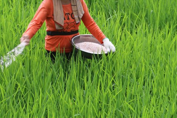 水稻亩施多少尿素与复合肥