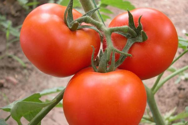 西红柿的产量