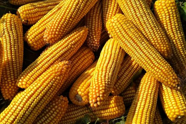迪卡667玉米种介绍
