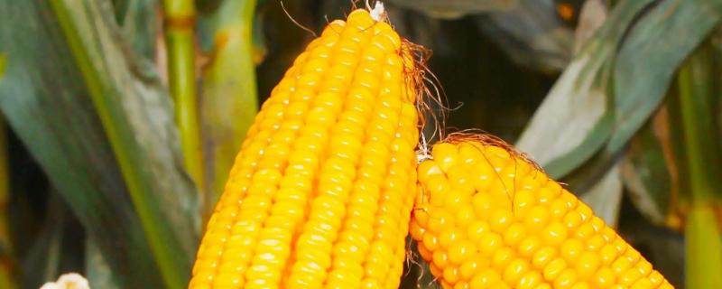 迪卡s1627玉米种子积温