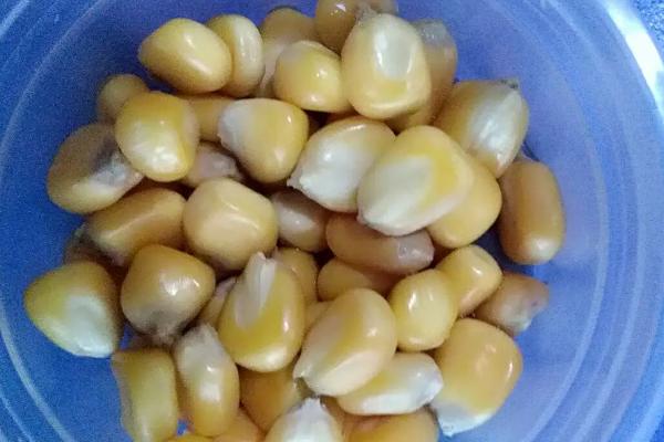 种植玉米最晚不能超过几月份