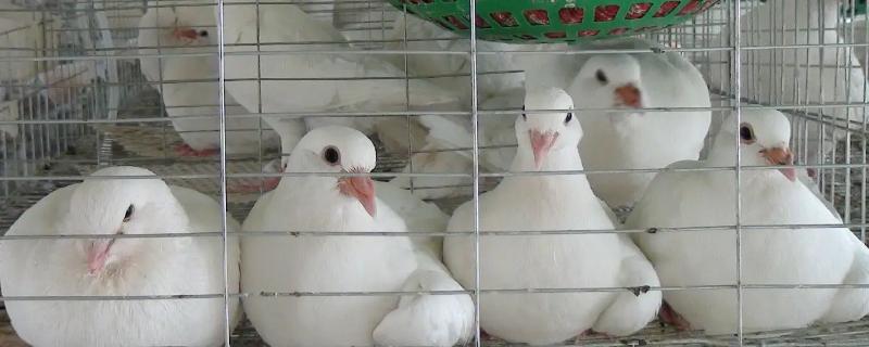 鸽子和鸡能不能杂交