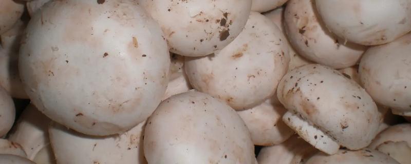 双孢菇和口蘑的区别