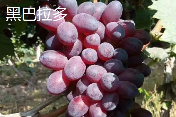 葡萄有哪些新品种