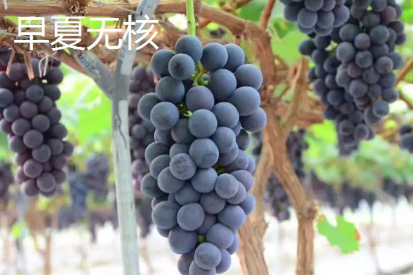 葡萄有哪些新品种