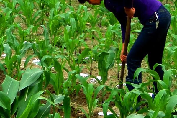 玉米高产种植方法