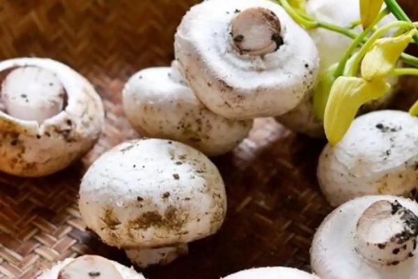 口蘑和白蘑菇的区别