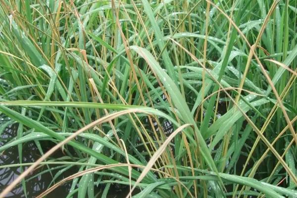 常见水稻田除草剂，水稻田除草剂使用方法