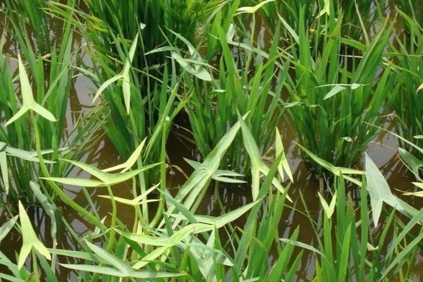 常见水稻田除草剂，水稻田除草剂使用方法