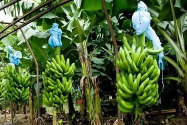 香蕉从种植到收成几个月
