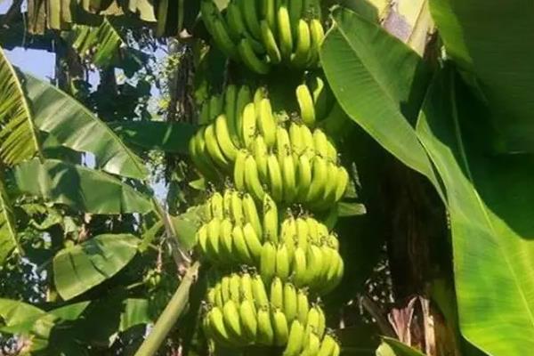 香蕉从种植到收成几个月