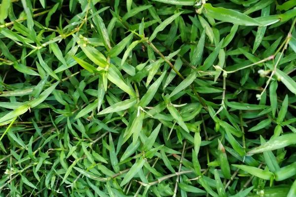 什么除草剂可以防除水竹叶草，附防治方法