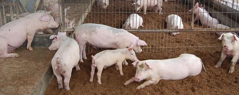 养猪场处理死猪的流程