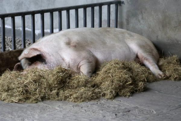 养猪场处理死猪的流程