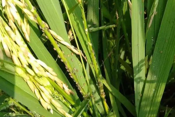 水稻钻心虫防治时间，附防治方法
