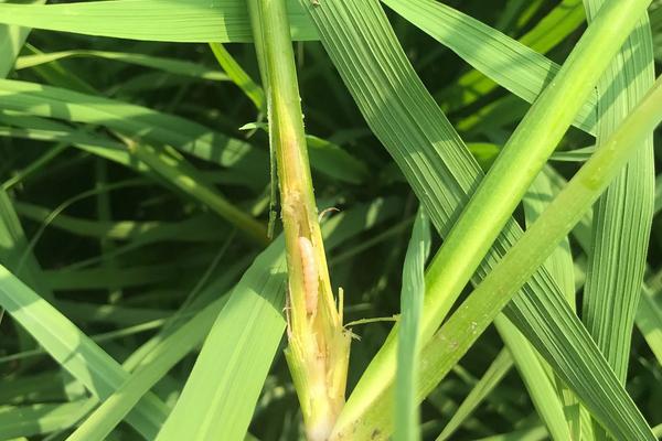 水稻钻心虫的防治时间，防治方法介绍