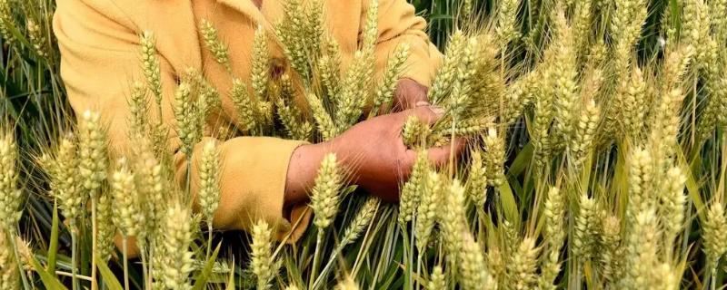 小麦的亩产量