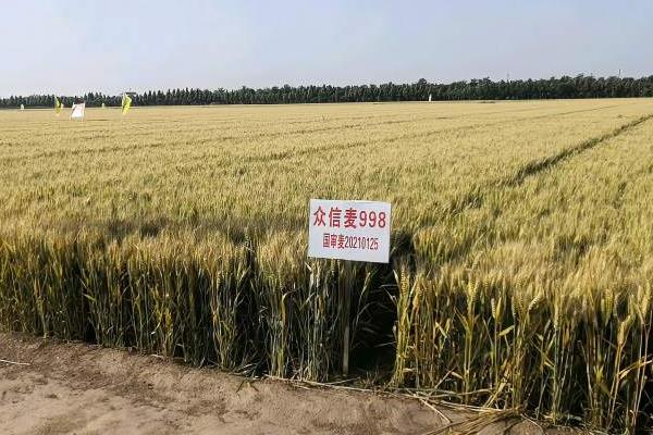 介绍三个超高产小麦新品种