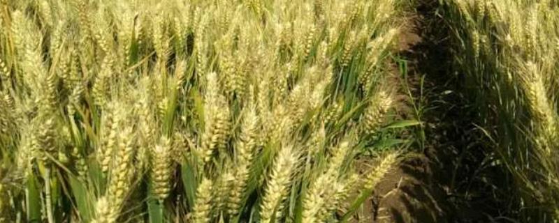 介绍三个超高产小麦新品种