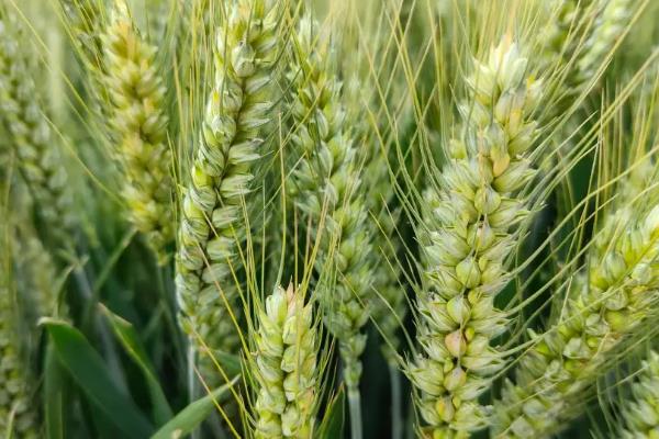 高产小麦品种