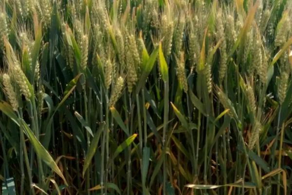 高产小麦品种