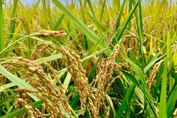 水稻是什么，常见水稻品种