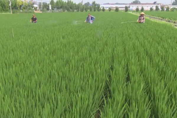 水稻防治害虫的适宜时间
