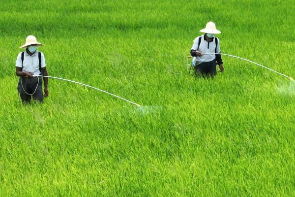 水稻扬花期能否用无人机喷药