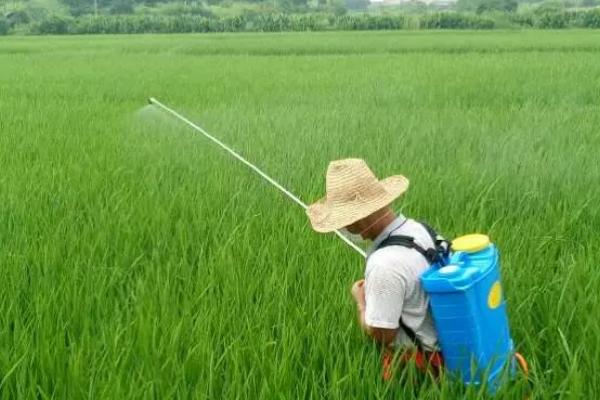 喷什么药物可以让水稻增产