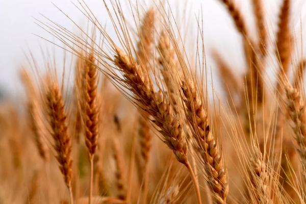成麦296小麦品种介绍