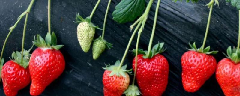 香野草莓品种介绍