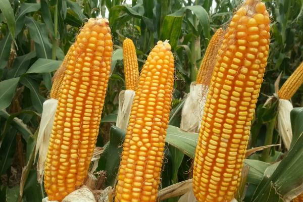 玉米高产管理方法