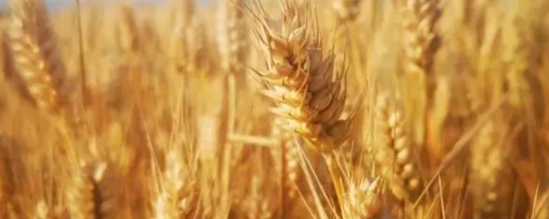 山农28小麦品种介绍