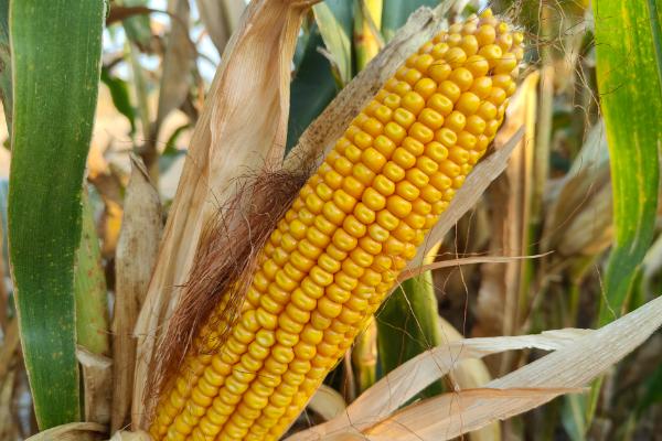 山东抗锈病的玉米品种有哪些