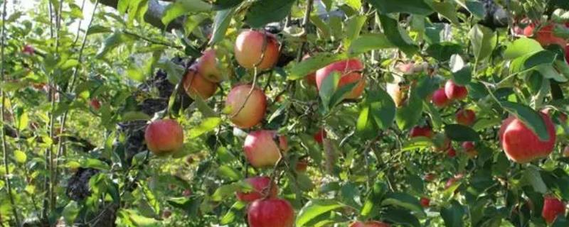 苹果树夏季管理技术，夏剪、套袋、施肥要掌握