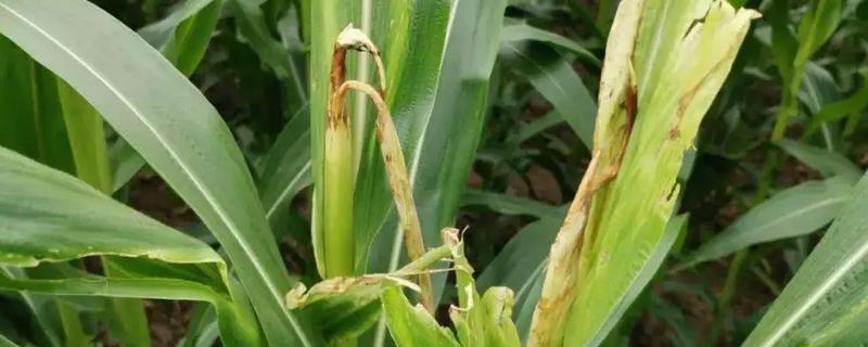 常见的玉米苗期害虫有哪些，有什么危害表现