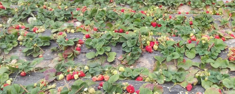 什么除草剂对草莓无害