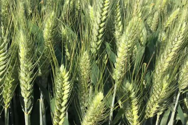 小麦品种排名
