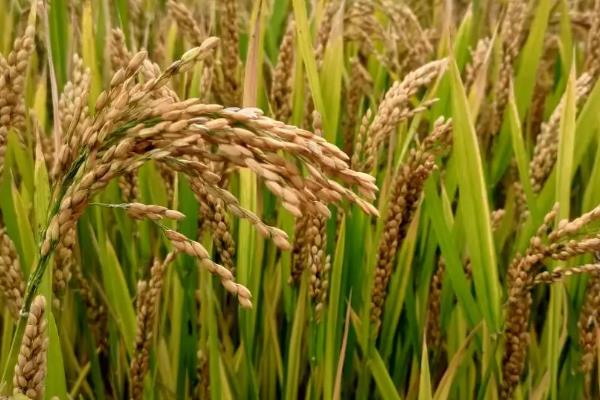 小麦品种排名