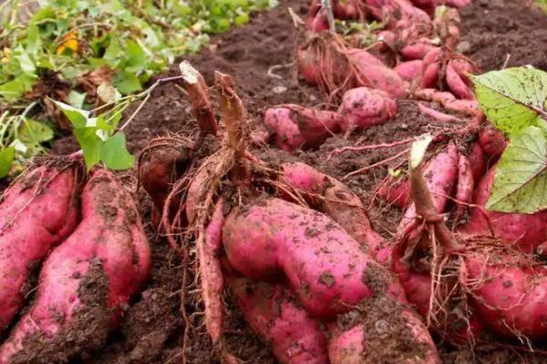 红薯亩产量一般多少斤