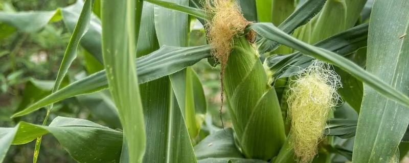 玉米生长期分几个阶段