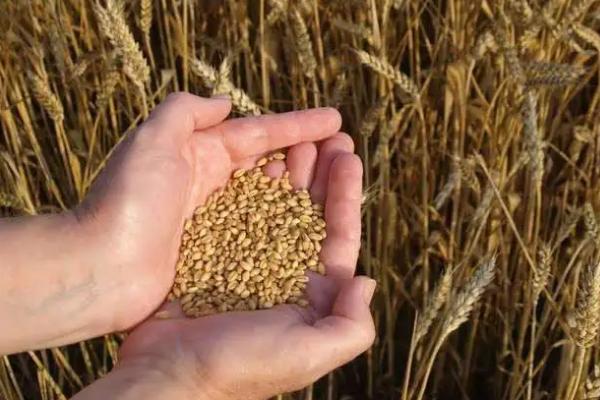 山农28小麦品种介绍