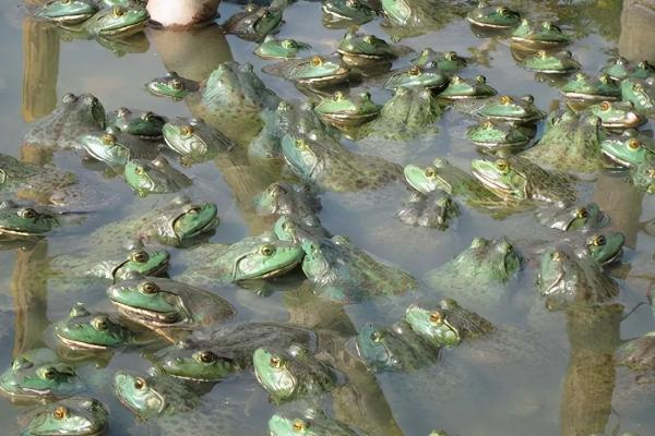 牛蛙常见病的防治方法