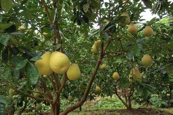 四川柚子有哪些品种