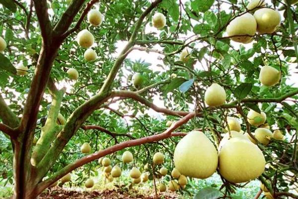 四川柚子有哪些品种