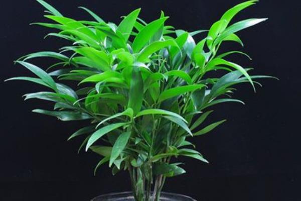 长寿竹的花语是什么