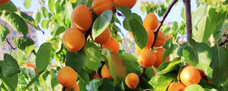 杏树的寓意象征是什么