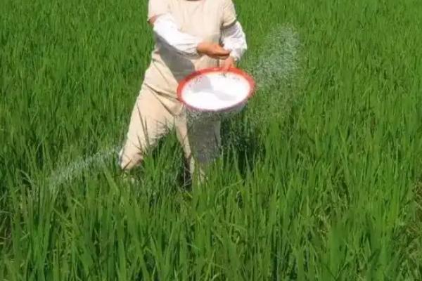 对水稻追肥使用尿素还是复合肥